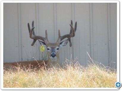 Double Drop Tines