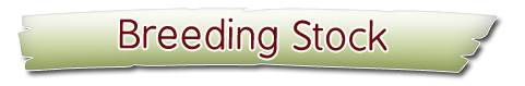 Breeding Stock