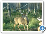 DEER 2010 (15)